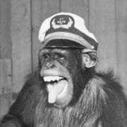 website jan failes featured image monkey face