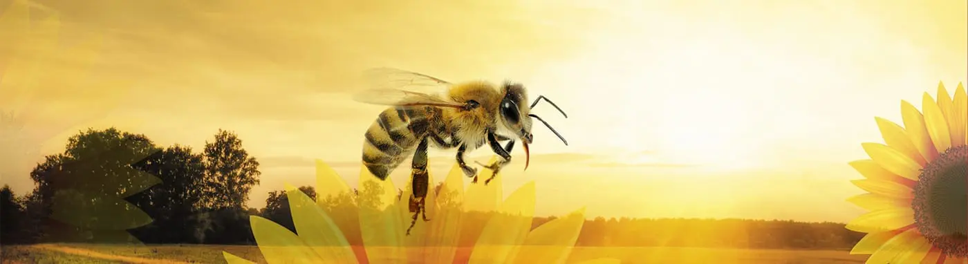 - bee2