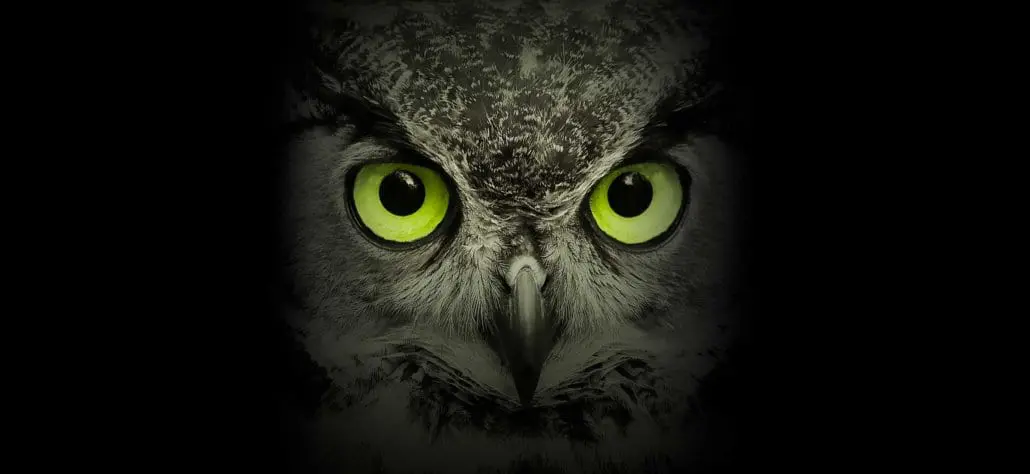 - Owl Eyes section