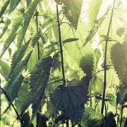 A rather astonishing cure 1 - nettl sq