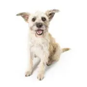 Be You 3 - be you dog