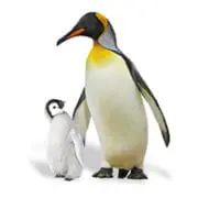 Something you never said? 1 Emperor penguins