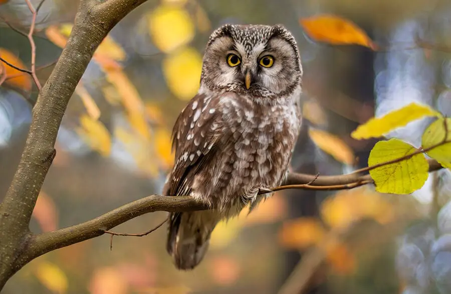 Owl in autumnal background Owl in autumnal background