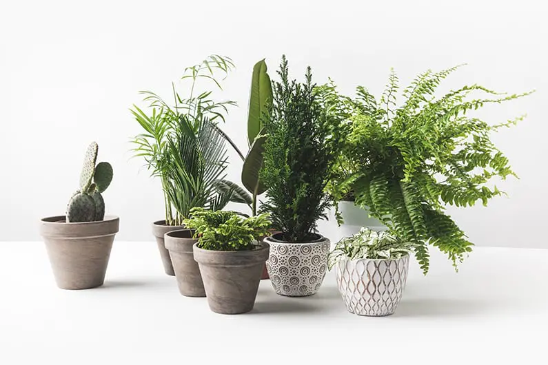 selling online - Plants sold online