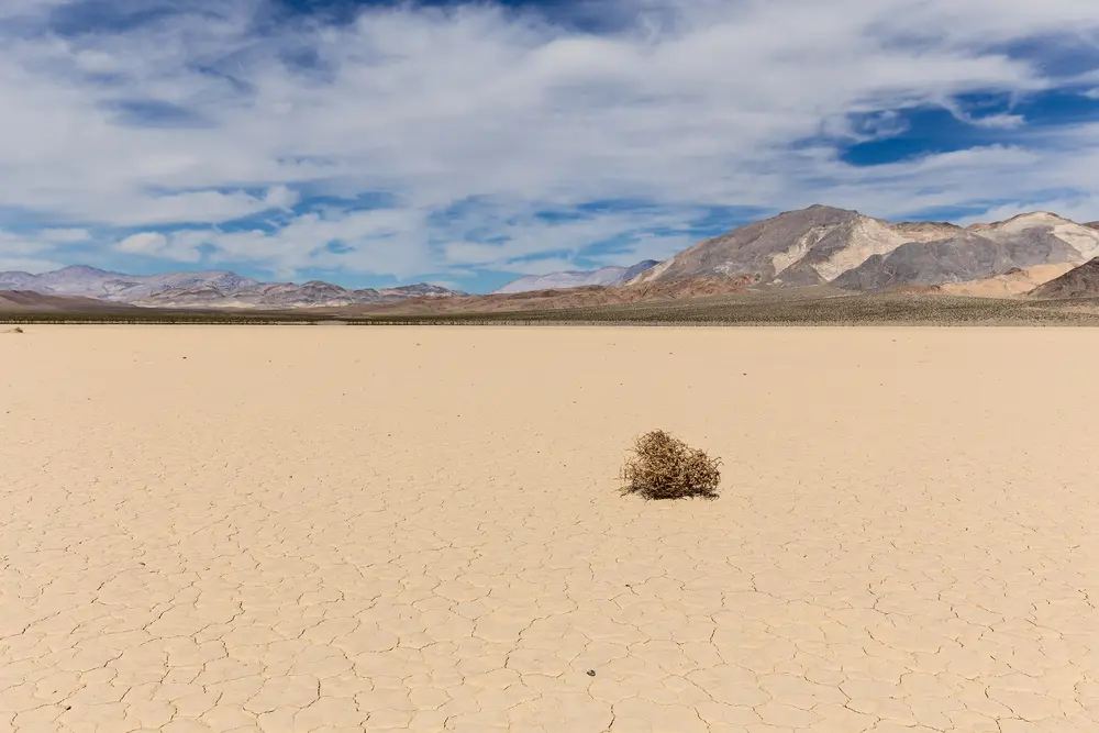 Tumbleweed on dry lake bed in desert googles helpful content update is not done