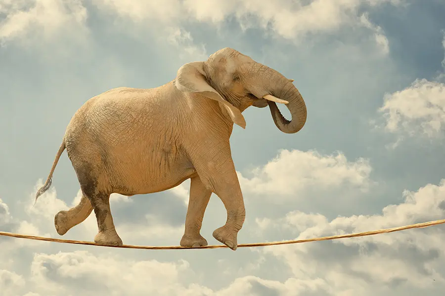 elephant-900 metaphor for uncompressed images affecting SEO: heavy elephant walking a tightrope