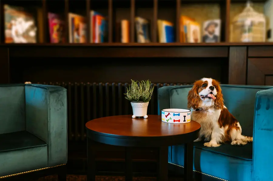 dog friendly hotel in city ai search prompt