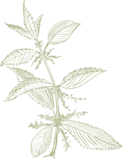 Partners - Nettles sketched 1 compressed