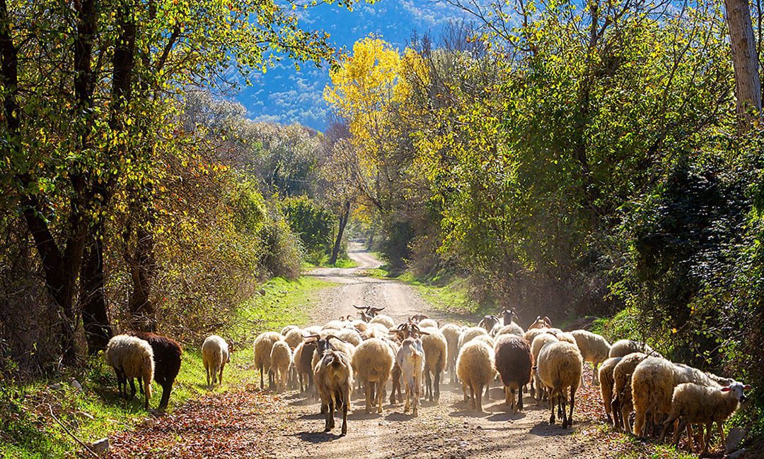 sheep metaphor to demonstrate power of online testimonials and reviews