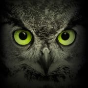 - Owl Eyes section