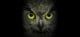 - Owl Eyes section