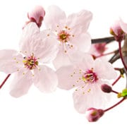 - cherry blossom 3