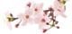 - cherry blossom 3