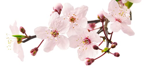 - cherry blossom 3