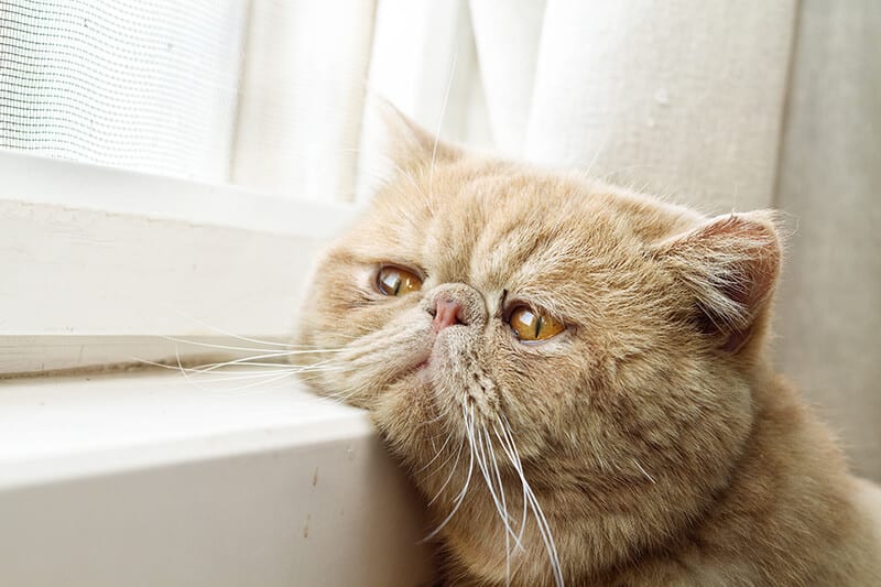 - lonely cat 800