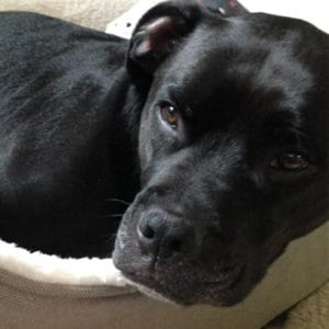 Kip_web_square Photo of Black Boxador Dog