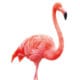 - flamingo2