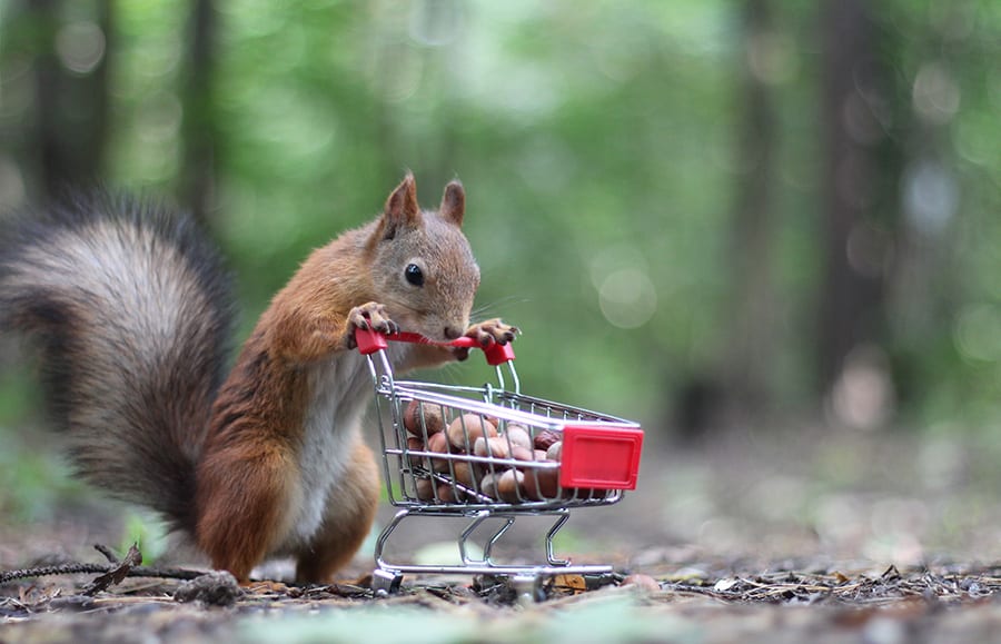 squirrel shopping cart