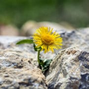 flower in rocks to show business persistence