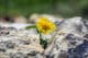 flower in rocks to show business persistence