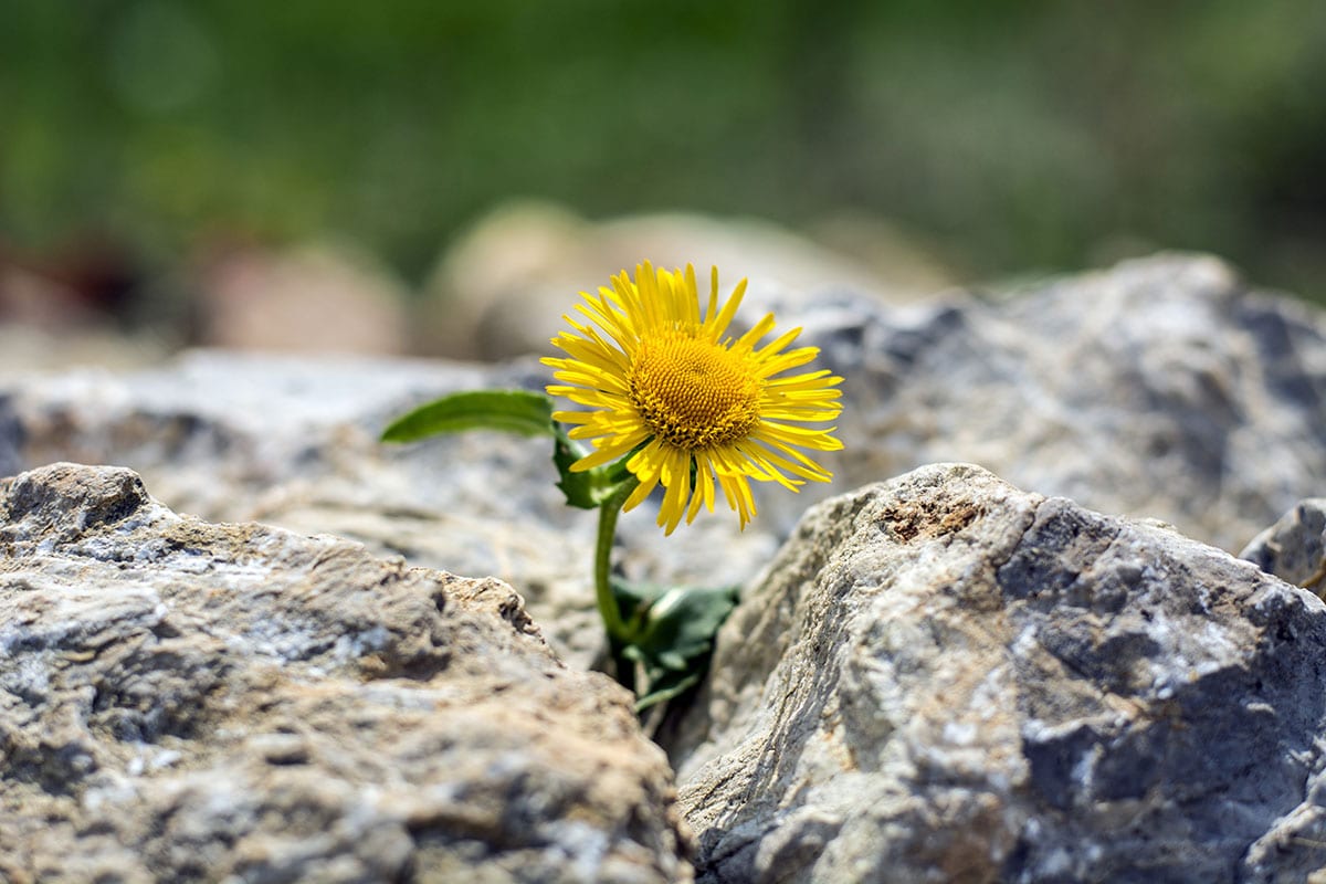 flower in rocks to show business persistence