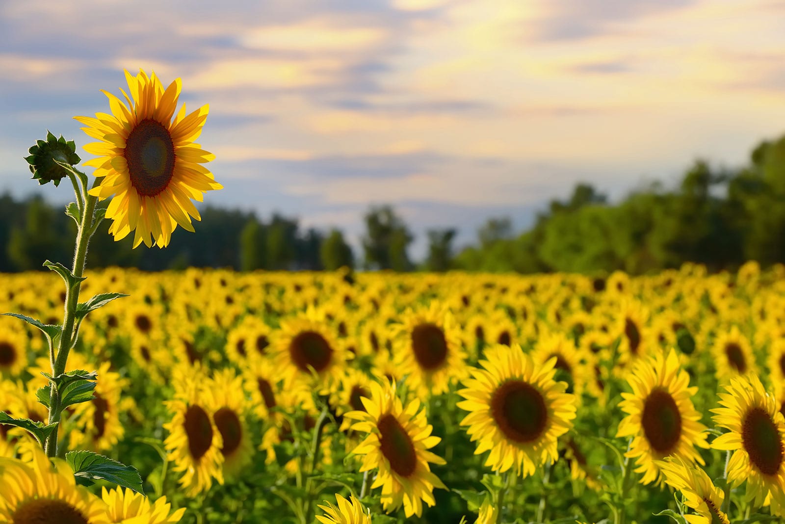 business exposure: stand out from the crowd like sunflowers