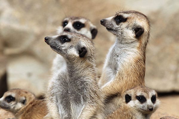 Meerkats