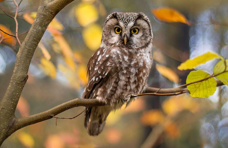 Owl in autumnal background