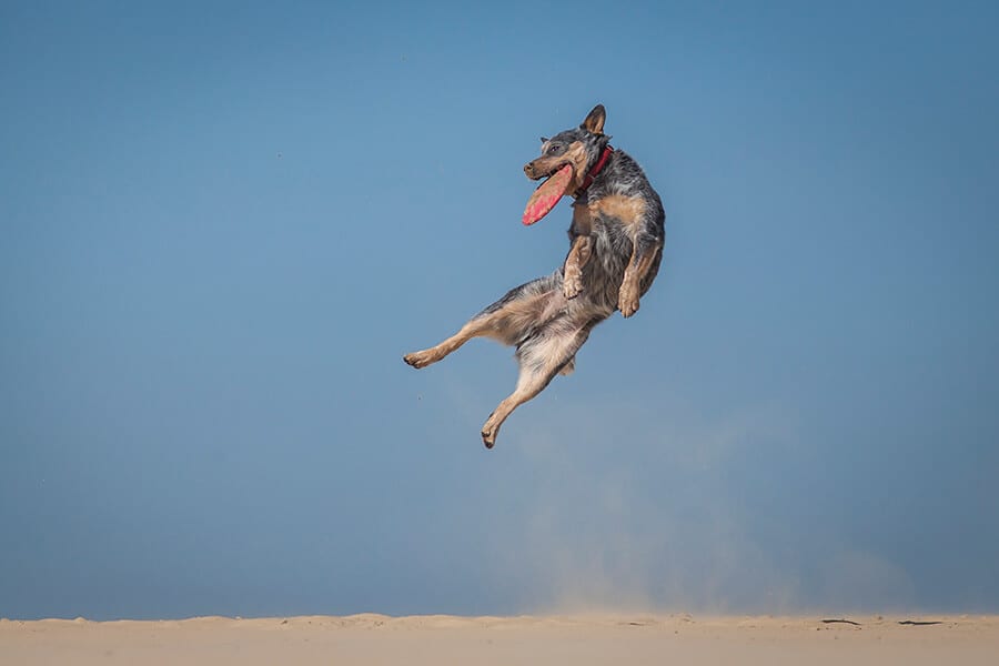 dog catches frisbee