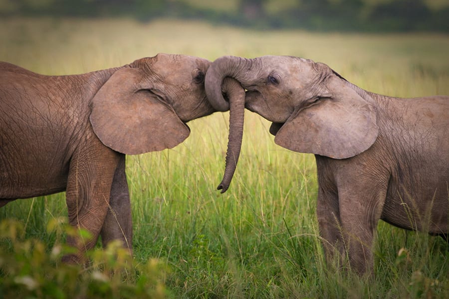 elephants interlocked