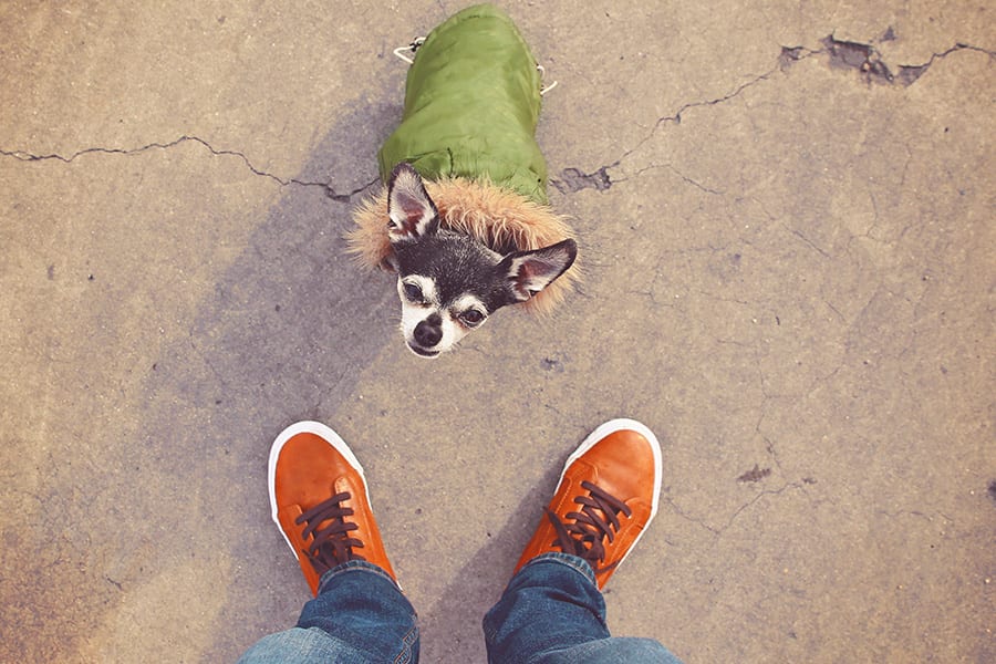 birds eye view of dog in green coat