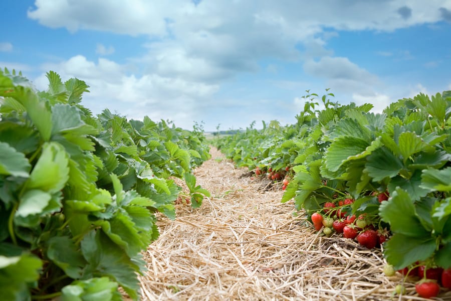 Accelerate organic growth | Gloucester & Cheltenham | strawberry 900
