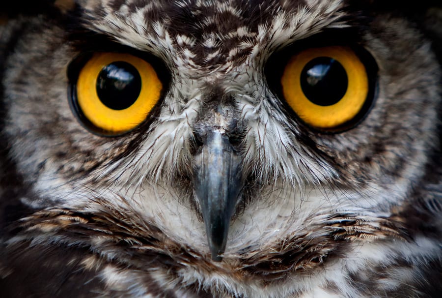 close up of owl