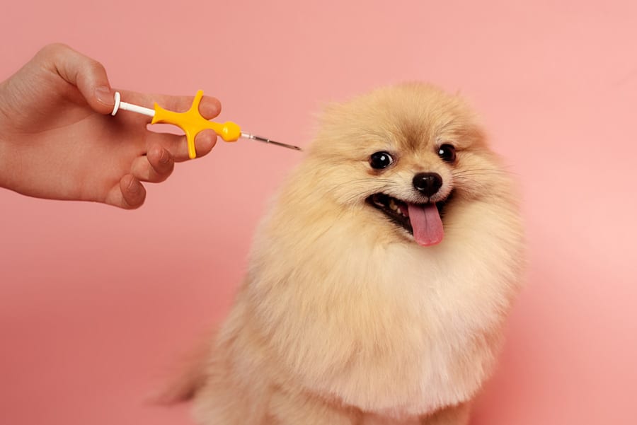 Close up of pampered pooch against pink background