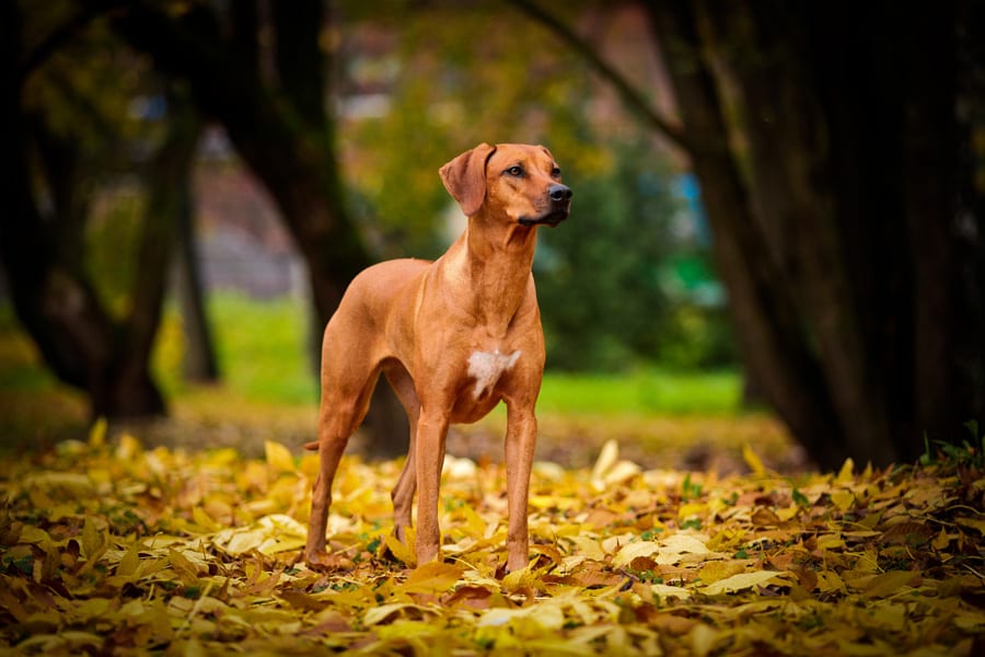 track and trace dog