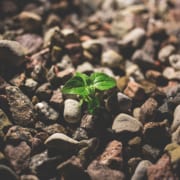 expand business limited resources - pexels freestocksorg 127713