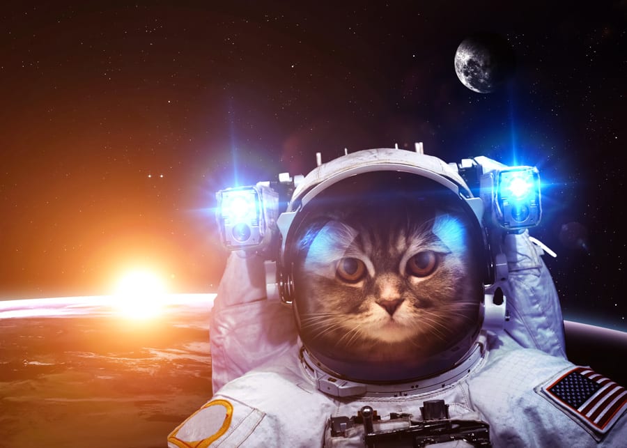 Cat in space uniform