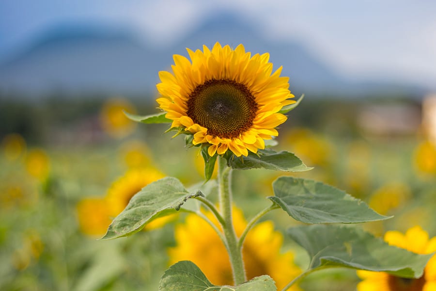 Sunflower