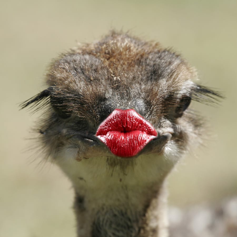 ostrich with red lipstick and long eyelashes