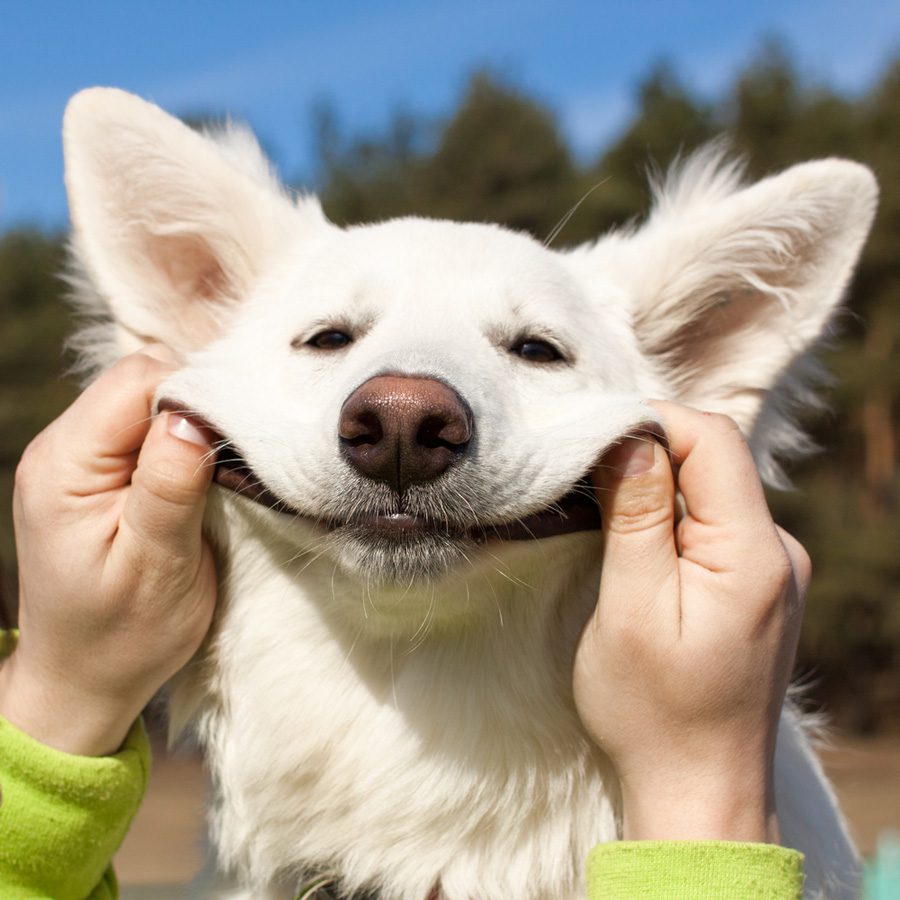 Dog smile 900