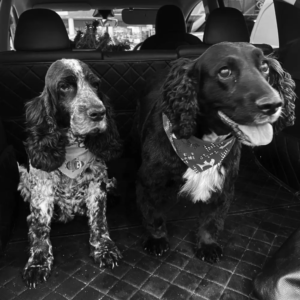 Glasgow - doggos