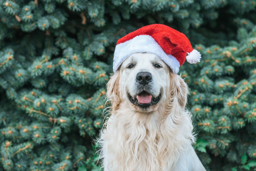 - christmas dog 900