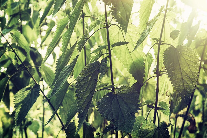 nettle hayfever cure